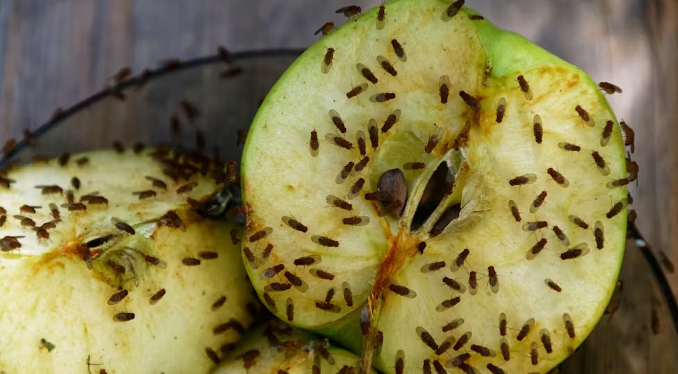 Fruit fly invasion: Nairobi homes battle swarms as pests multiply by the hundreds