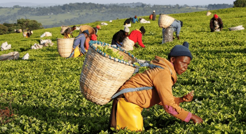 Temporary reprieve as Sudan clears stranded Kenyan tea amid ongoing trade ban