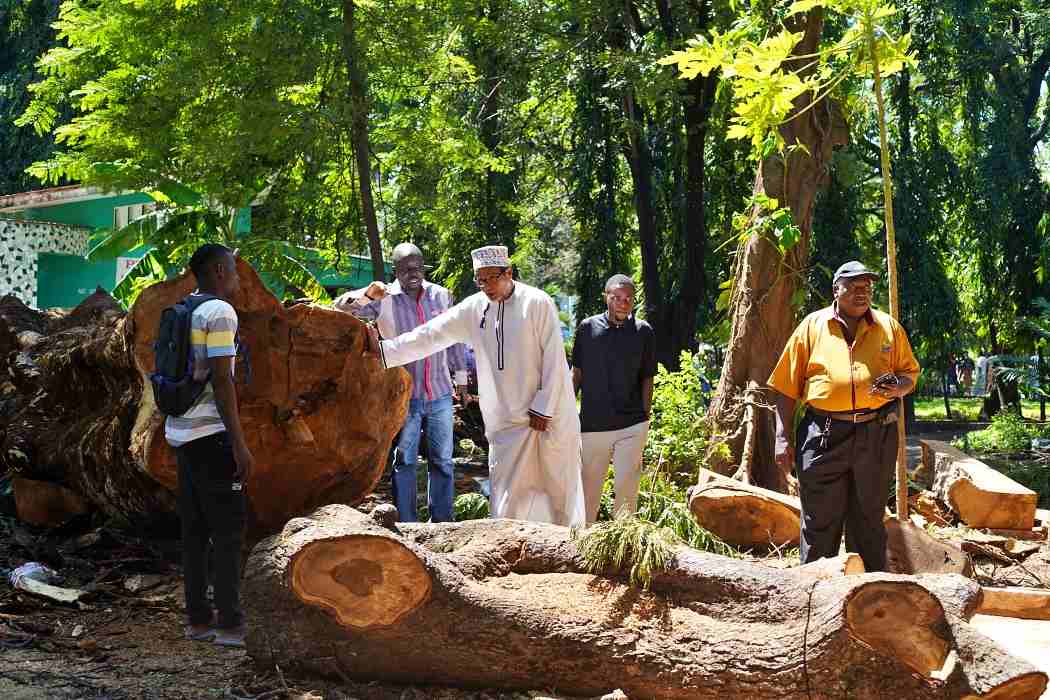 Falling trees at Uhuru Gardens prompt KEFRI probe amid public safety concerns