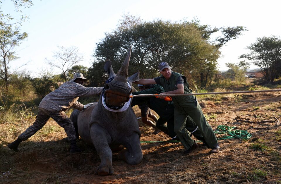 Dehorning rhinos tips the balance against poaching – new study