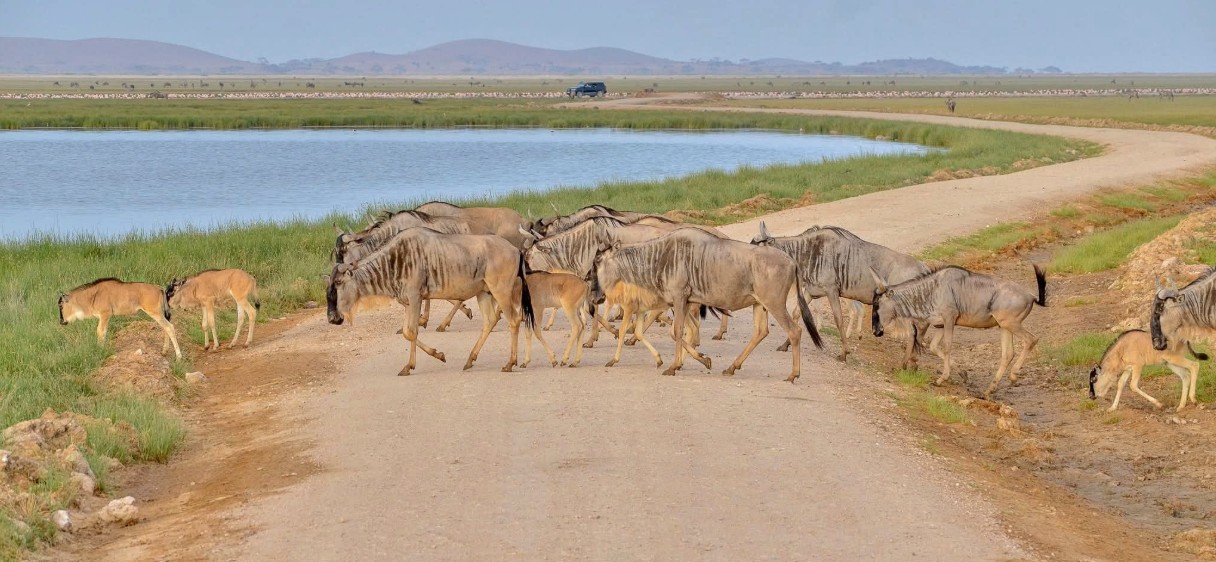 Cabinet approves Amboseli park handover to Kajiado County in landmark conservation shift