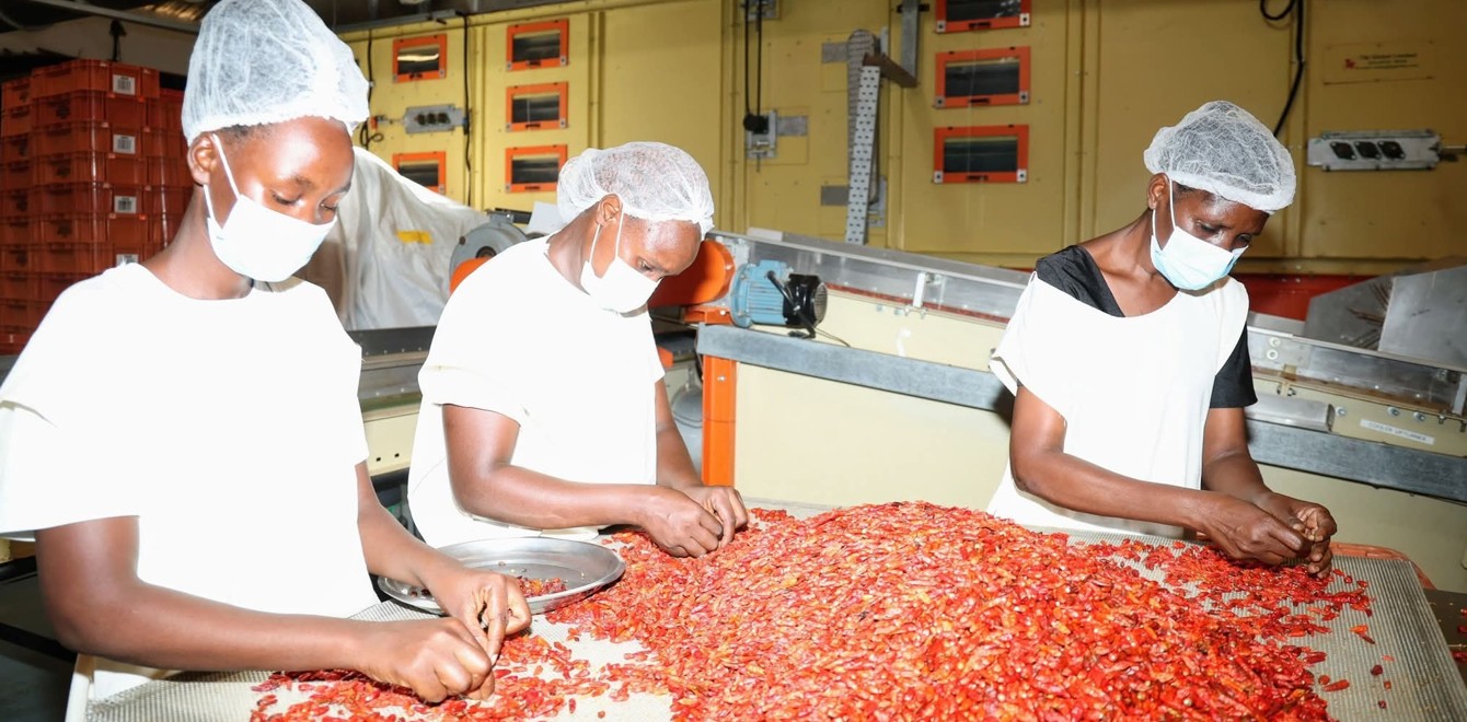 Chilli farming transforms Kilifi economy as new processing plant boosts jobs and incomes