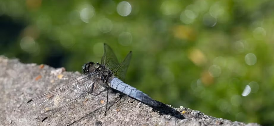 Africa’s freshwater ecosystems depend on little creatures like insects and snails: Study maps overlooked species