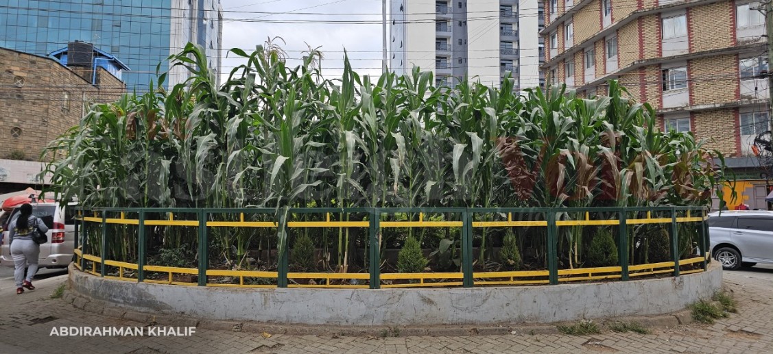 Eastleigh man transforms neglected 13th Street roundabout into flourishing maize farm