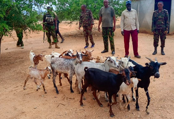 Police in West Pokot recover 15 stolen goats in anti-theft operation