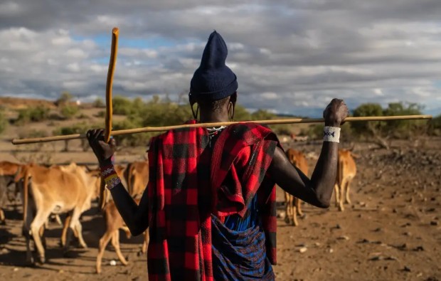 Livestock and lions make uneasy neighbours: how a fence upgrade helped protect domestic and wild animals in Tanzania
