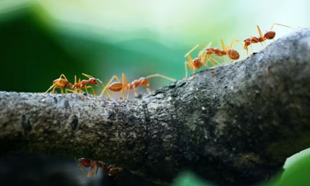 Hold up, humans. Ants figured out medicine, farming and engineering long before we did