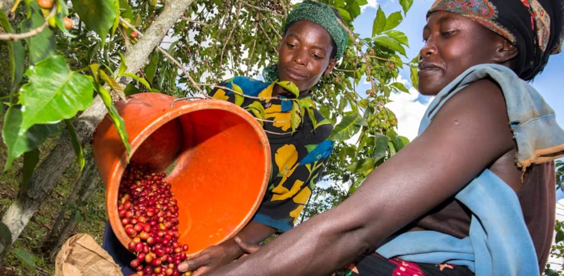 Smallholder farmers in Africa lead climate change adaptation: G20 should fund their efforts