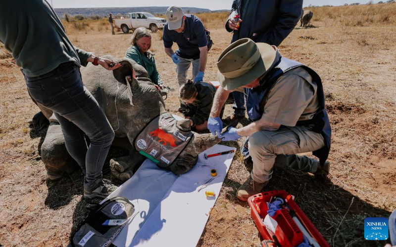 South Africa starts radioactive isotopes injection to fight rhino poaching