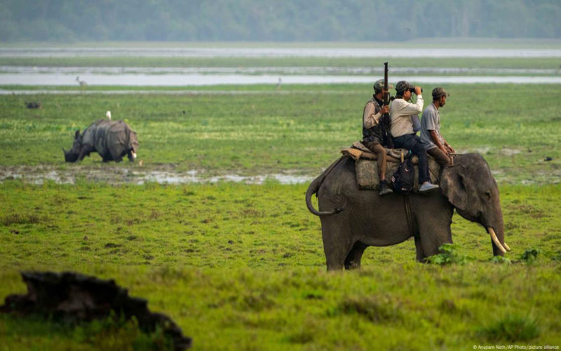 Latest rhino count a mixed bag for world's five species