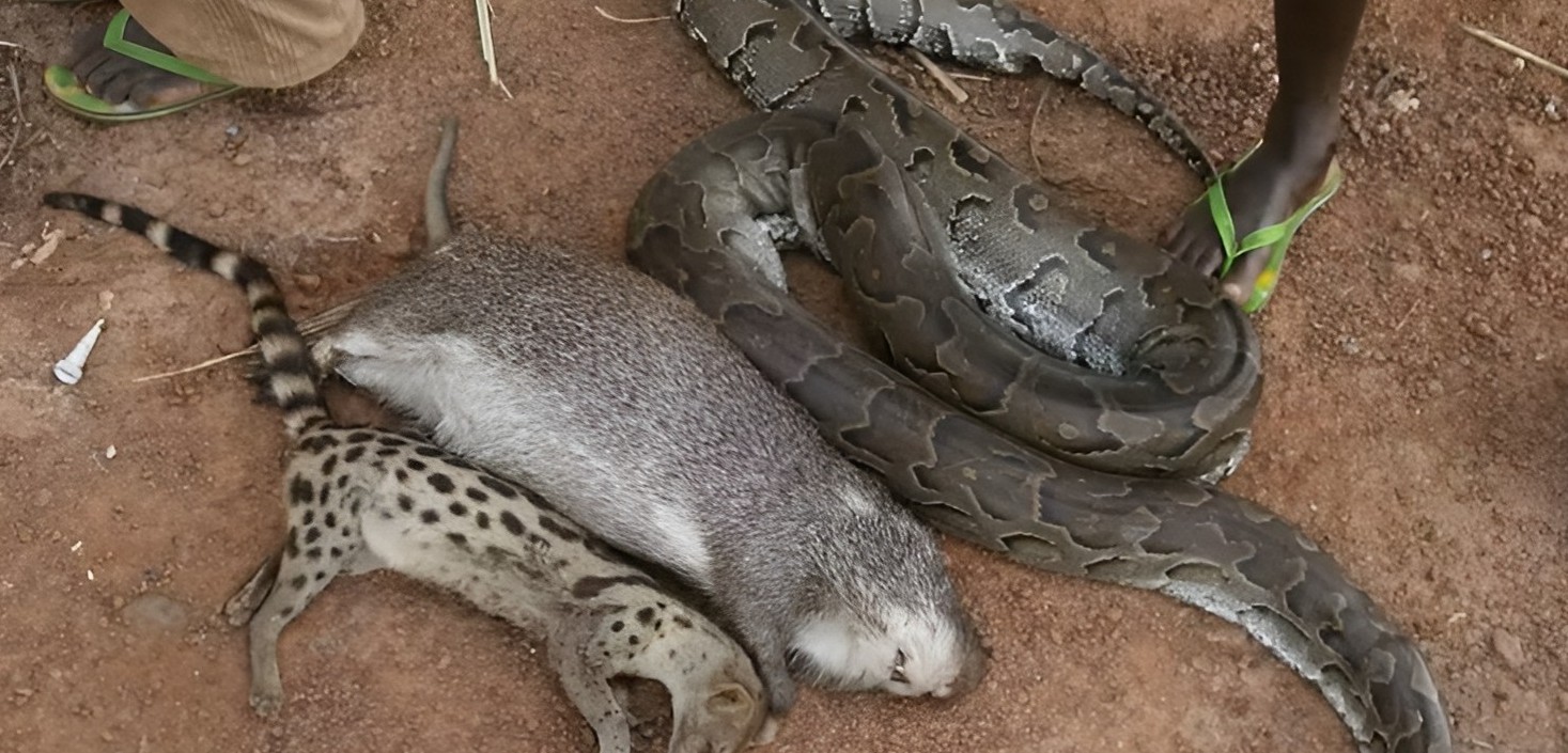 Wildlife at risk: TikTok sellers caught peddling endangered species in West Africa