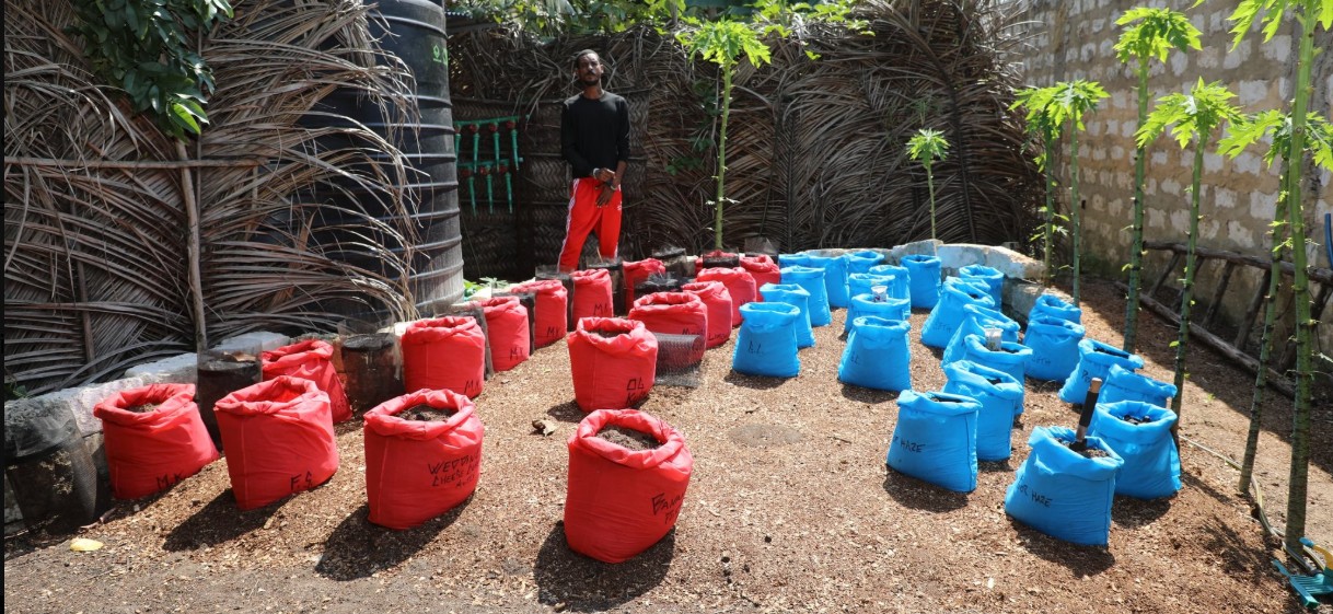 Frequent cannabis busts reveal depth of Kenya’s ongoing war on drugs