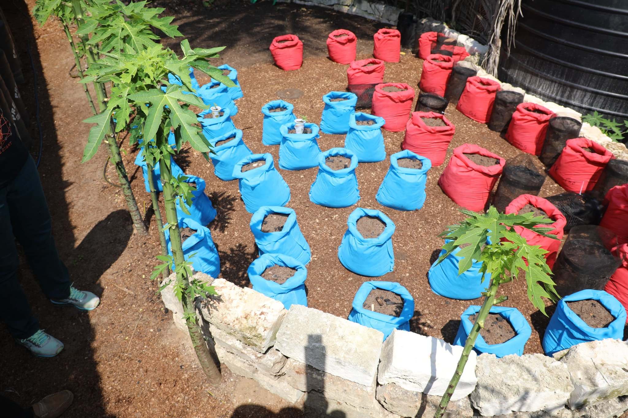Italian national, accomplice arrested after police uncover cannabis farm, lab in Kwale County
