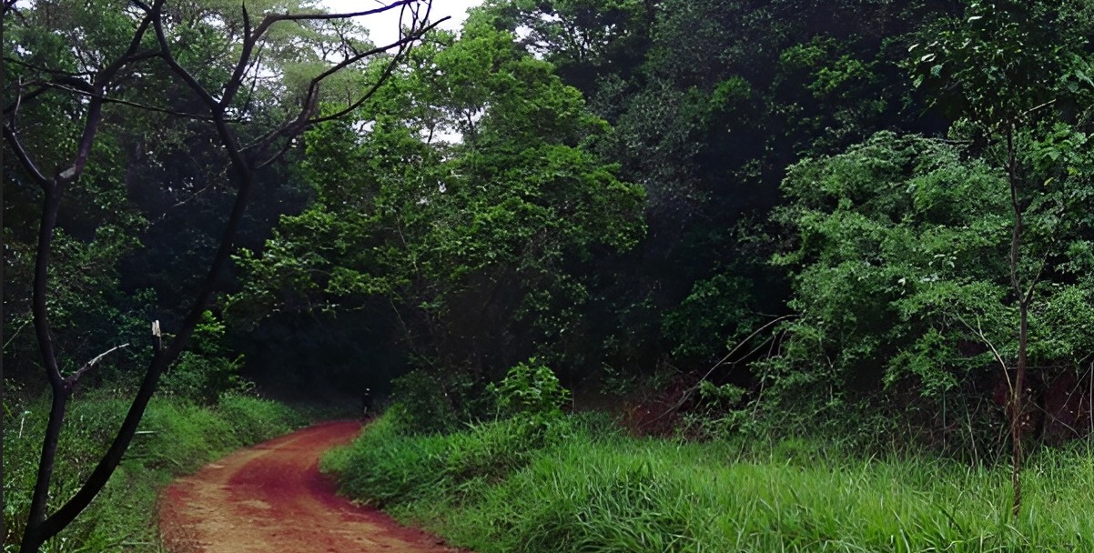 Kenyan communities speak out as Verra moves to reform controversial carbon credit system