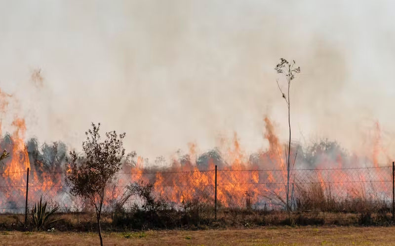 South African researchers warn exotic plants increase risk of urban wildfires