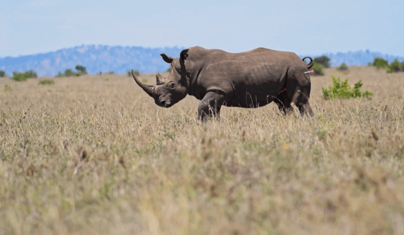 KWS translocates rhinos from Lewa, Meru parks to Loisaba Conservancy