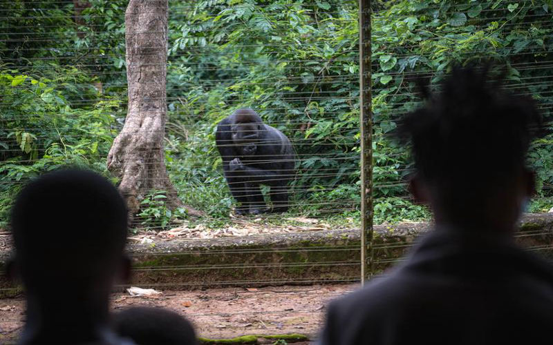 Rwanda to name 40 baby gorillas in September