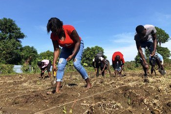 From crisis to cultivation: Haiti’s farmers build resilience one seed at a time