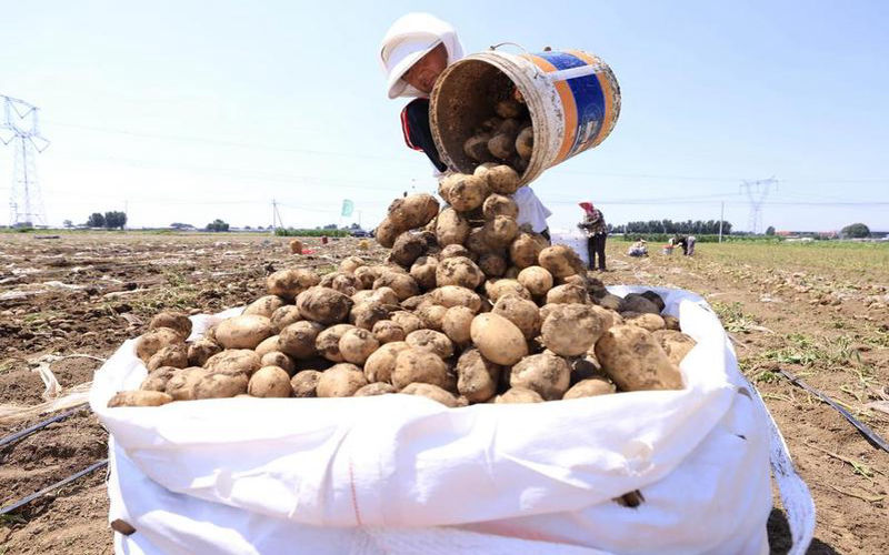 Scientists discover that tomato is 'mother' of potato