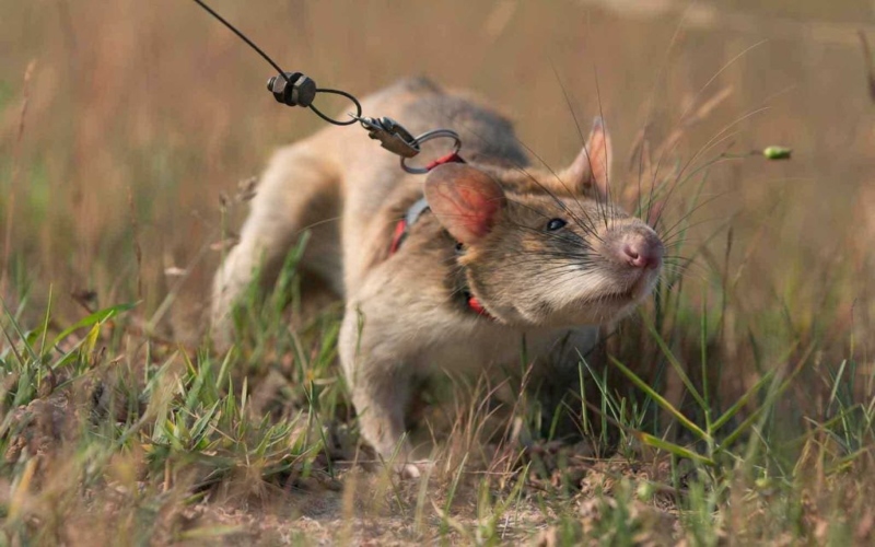 Meet Tanzania’s ‘hero rats’ trained to detect landmines, TB and earthquake survivors