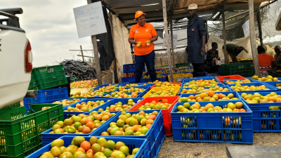 How farmers are integrating modern, traditional farming models to beat food insecurity