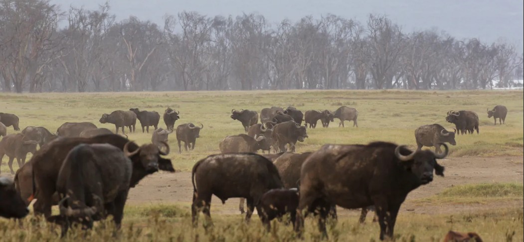 Lion chase triggers stampede that kills 90 buffaloes in Namibia’s Zambezi region