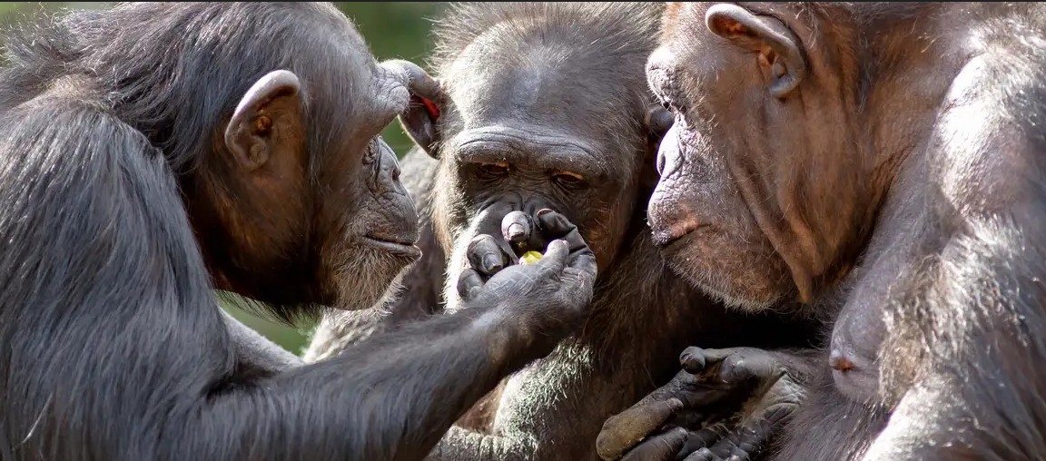 Chimpanzees regularly consume alcohol from fermented fruits, study reveals