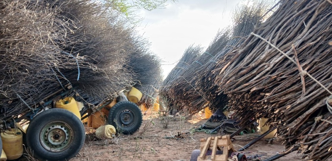 TIFA survey: Firewood still Kenya’s top cooking fuel despite rising LPG use