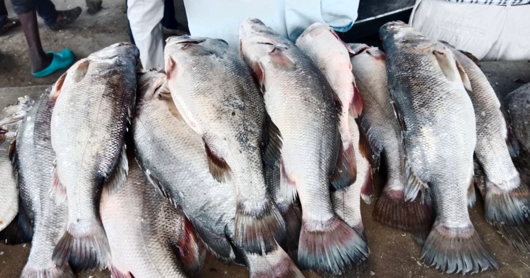Global fishing subsidy ban kicks in after Kenya, Brazil, Tonga and Vietnam ratify agreement