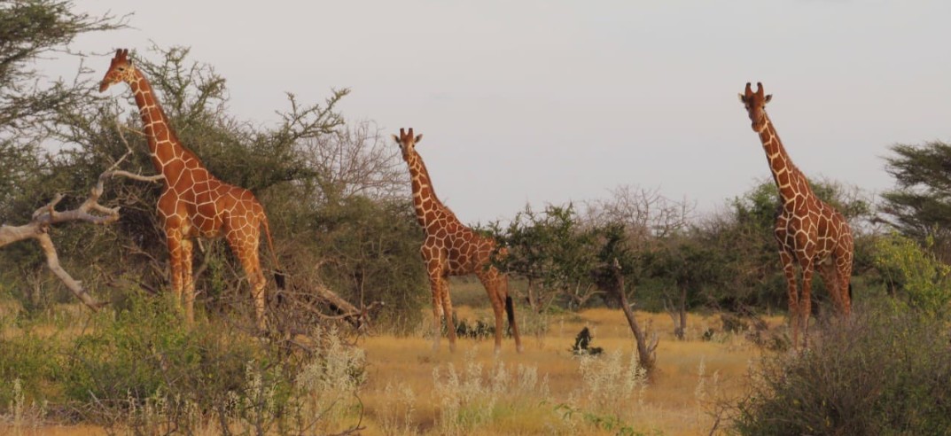 Court nullifies Garissa’s Kamuthe Conservancy registration in landmark land rights ruling