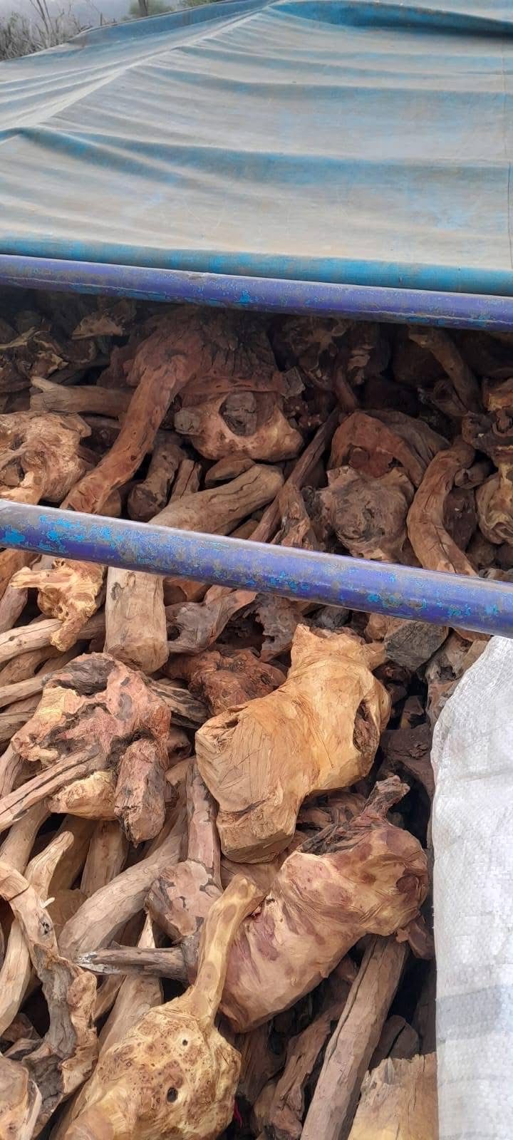 Police, KWS seize five tonnes of sandalwood worth millions in Samburu