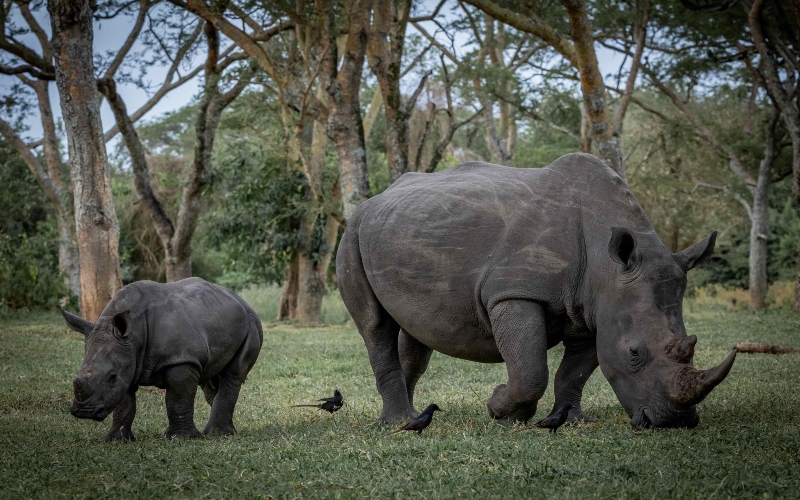 Uganda holds rhino naming ceremony to boost conservation efforts