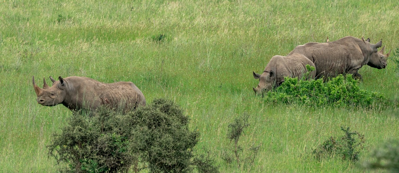 Tourists to pay up to Sh11,000 to enter Kenya’s top national parks from October 1