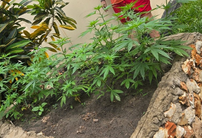 Two German tourists, Kenyan woman arrested for running cannabis farm in Diani