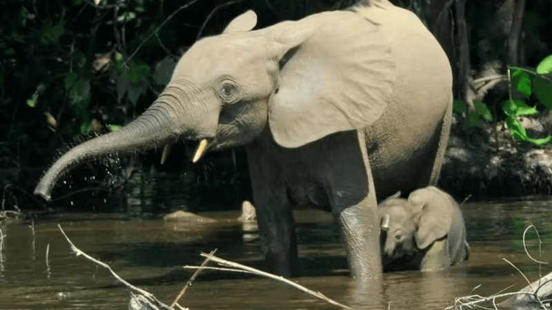 Ebony and ivory: why elephants and forests rise and fall together in the Congo Basin