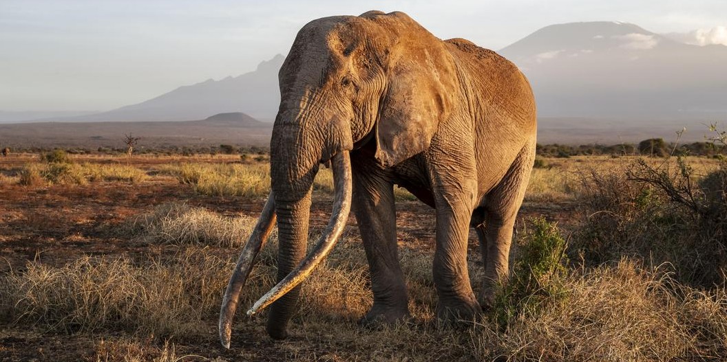 Tanzania wildlife management areas under scrutiny over Maasai rights and elephant deaths