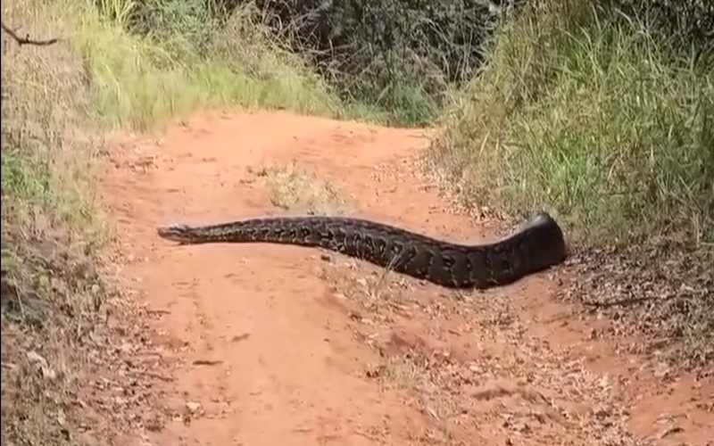 Rare python sighting in Karura Forest prompts safety warning from KFS