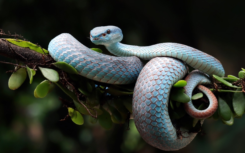 Snake farming could unlock economic and health benefits, experts say