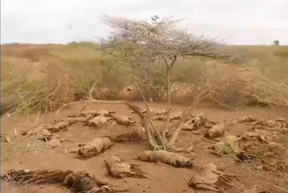 Over 200 warthogs poisoned at Muqder in Wajir County in shocking wildlife tragedy