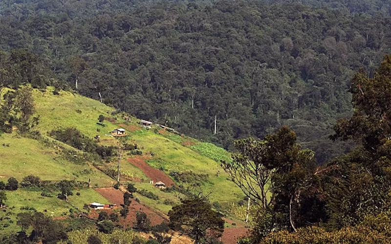 Government launches 10-year mega plan to revive Mau Forest Complex