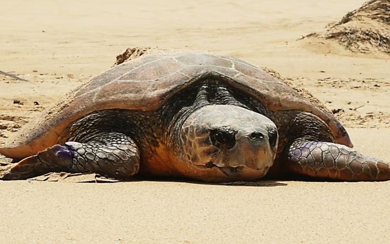 Baby turtles vanish into the Indian Ocean for years: Now a model shows where they might go