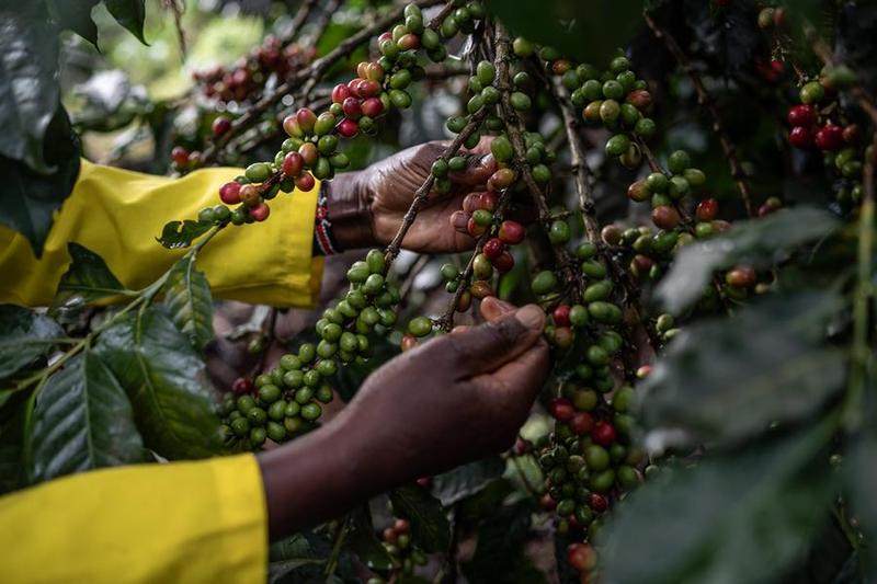 Kenya’s coffee export earnings jump to Sh37.7 billion in 2023/2024