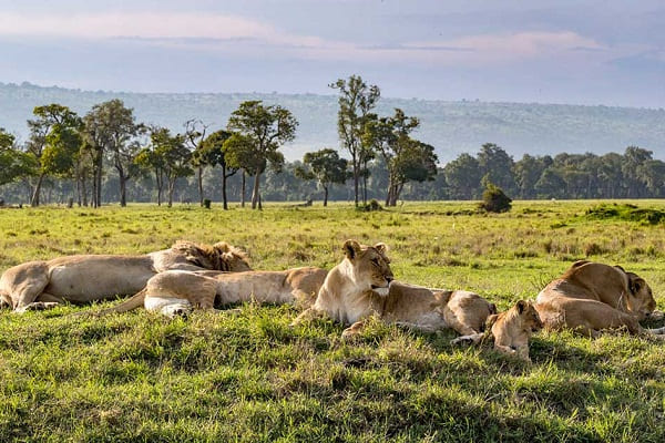 KWS probes suspected poisoning of six lions in Maasai Mara