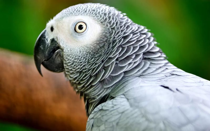 50 African grey parrots freed in DRC after year of rehabilitation