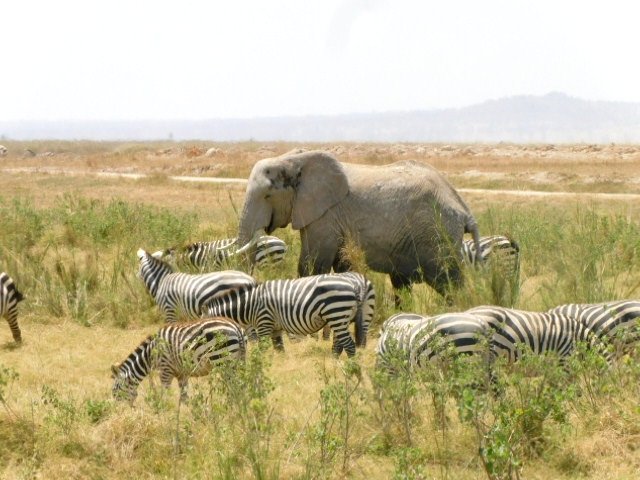Government gazettes transfer of Amboseli National Park management to Kajiado County