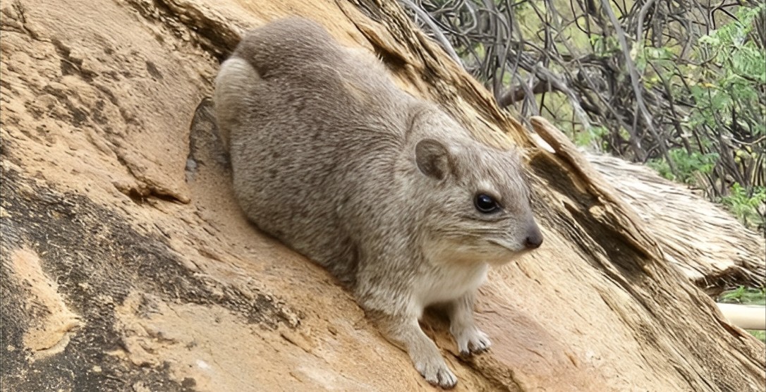 World’s first known butt-drag fossil trace was left by a rock hyrax in South Africa 126,000 years ago