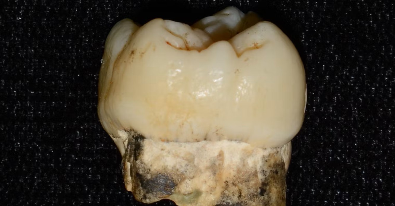 Human ancestors were exposed to lead millions of years ago, and it shaped our evolution