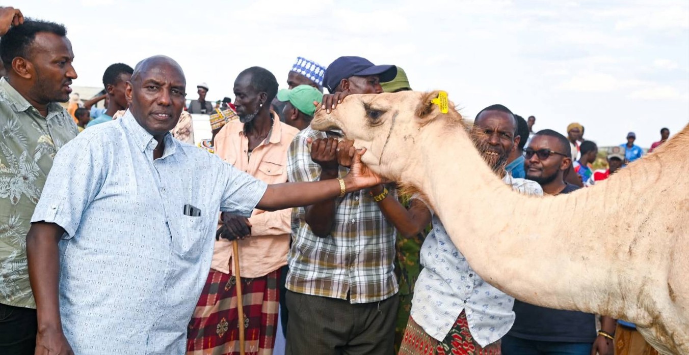Marsabit households get 100 camels in government push to restore livelihoods