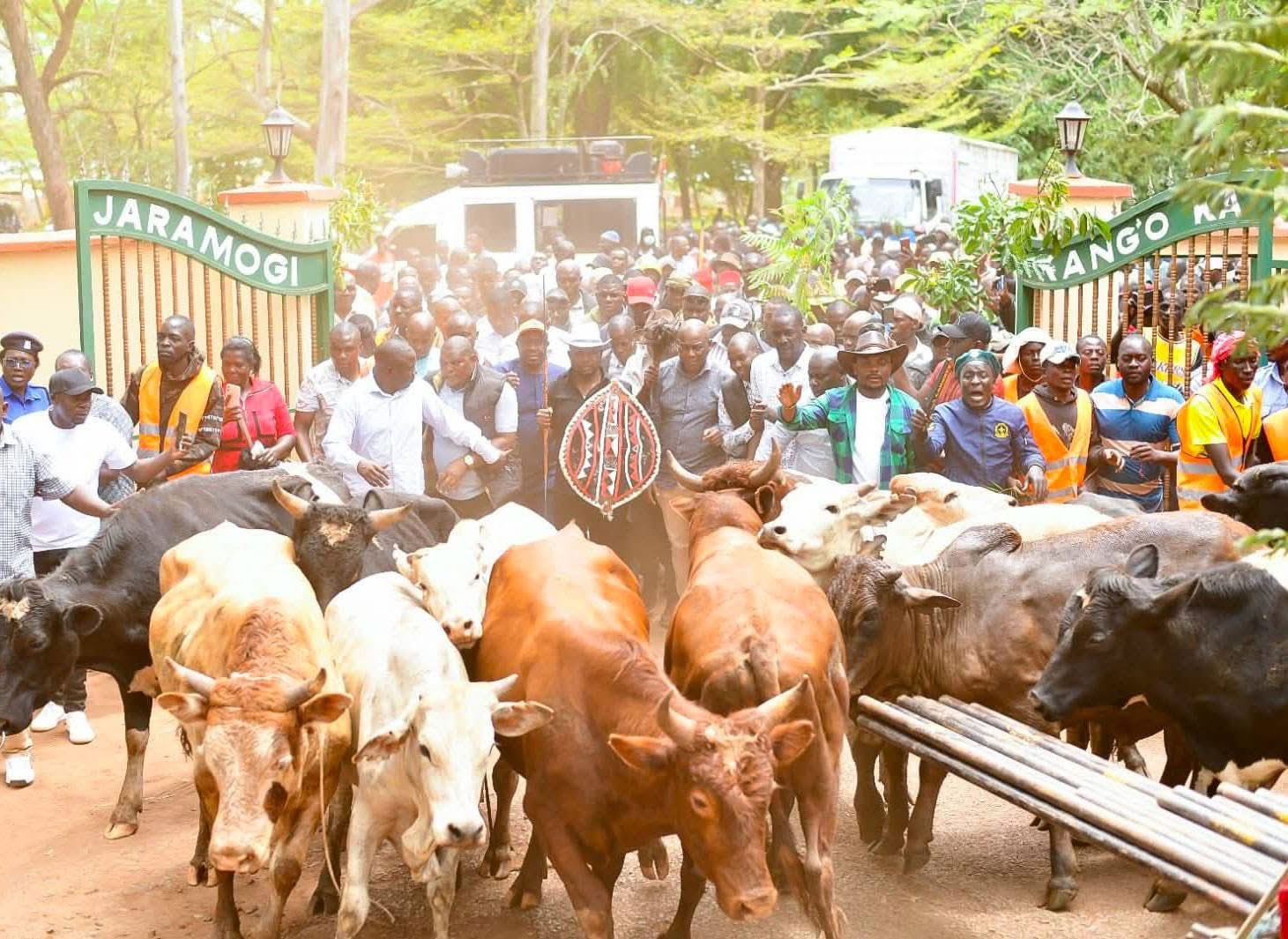 Elders, governors gift Raila Odinga’s family over 100 bulls ahead of burial