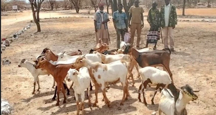 Multi-agency team recovers 17 stolen goats in Marsabit, suspect arrested